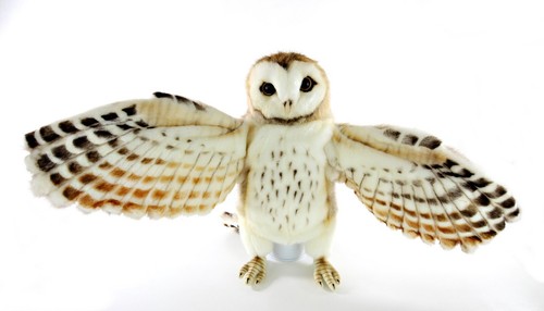 Barn owl hand - hand,, glove