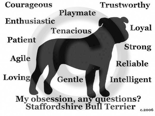 Staffordshire bull terrier dog - bull,