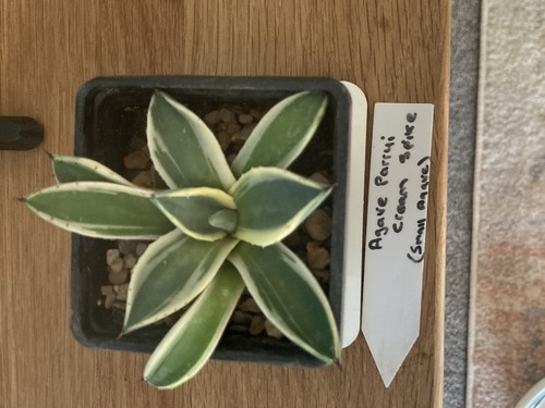 Agave parryi cream spike - parryi, 'cream