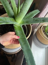 Aloe Vera Leaves Freshly Cut
