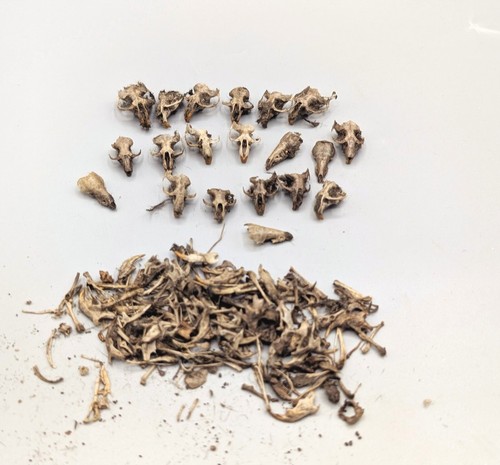 Skull bone bundle taxidermy - bundle,,