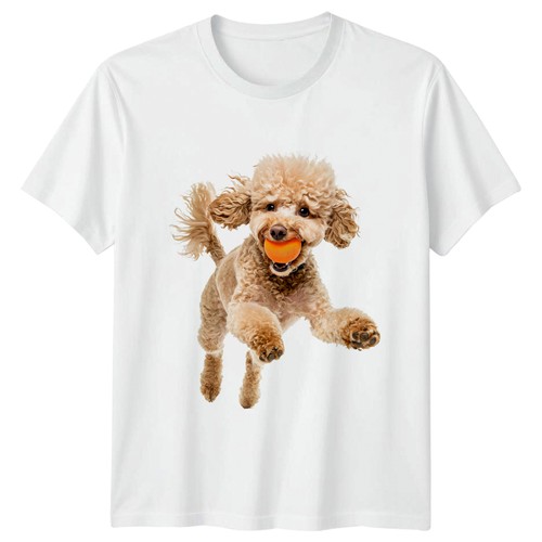 Poodle catching ball - poodle,