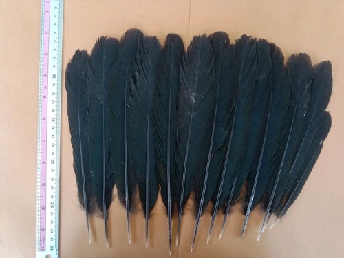 Centropus senegalensis tail - senegalensis,