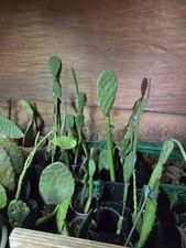 Prickly Pear Cactus Plant