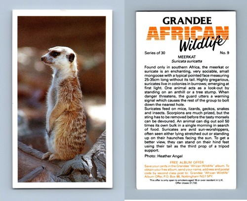 Meerkat grandee african - meerkat,