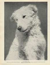 KUVASZ HEAD STUDY LOVELY OLD ORIGINAL DOG PRINT FROM 1934