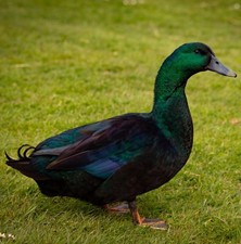 Cayuga Duck Hatching Eggs 6