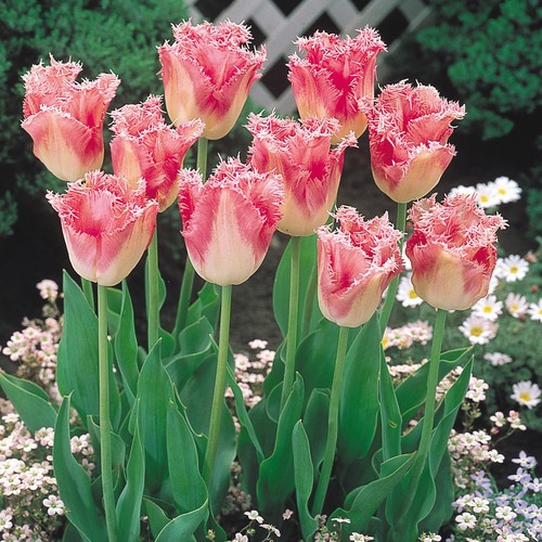 10x luxury peach - 10x, blossom