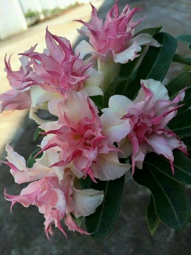 Double white pink clematis - 25,