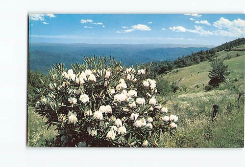 Postcard white rhododendron - postcard,
