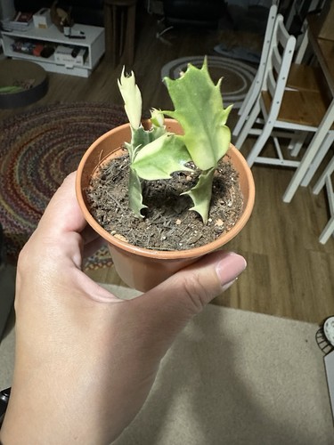 Schlumbergera variegated - schlumbergera,