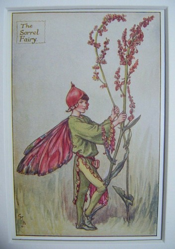 The sorrel fairy vintage - the,