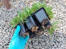 Sweet William Seedlings Mixed Colours