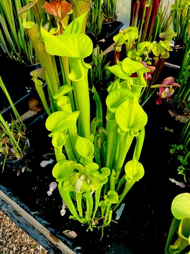 Sarracenia flava suspicion - sarracenia,