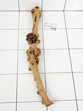 Premium Aquarium Natural Sava