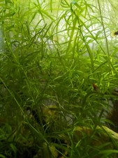 Medium Starter Bag Guppy Grass Najas Guadalupensis Tropical Aquarium For Fry