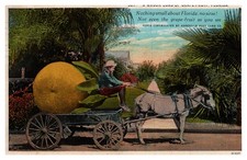 1929 Postcard Donkey Carriage