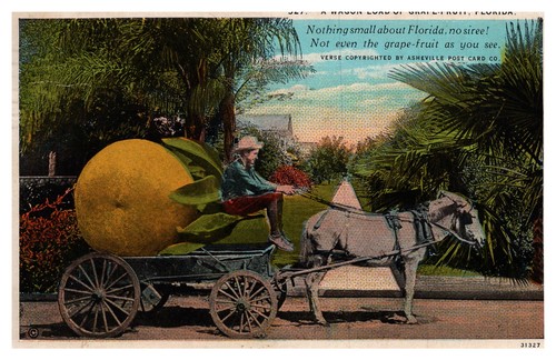 1929 postcard donkey carriage - postcard,