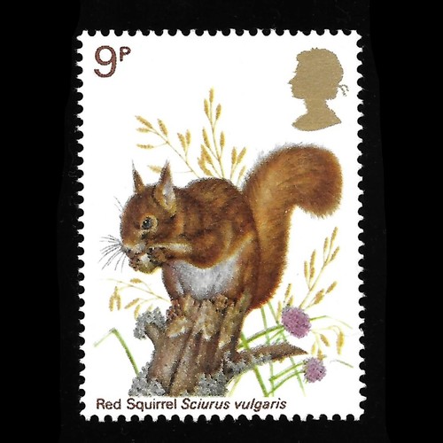 Nature red squirrel 1977 - squirrel,