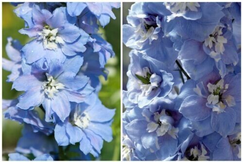 Large delphinium magic - x,