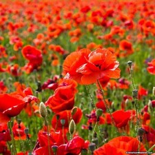 English poppy Papaver rhoeas single red wild 400000 seeds+FREE PLANT LABEL 
