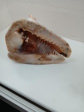 conch shell large