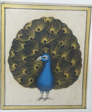 Peacock Miniature Painting