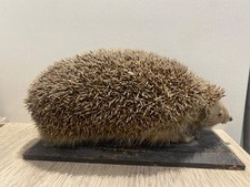Victorian taxidermy hedgehog