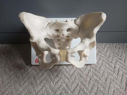 Human pelvis skeleton - pelvis,