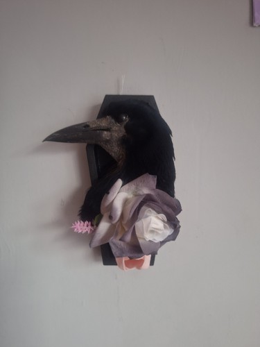Taxidermy rook coffin head - coffin,