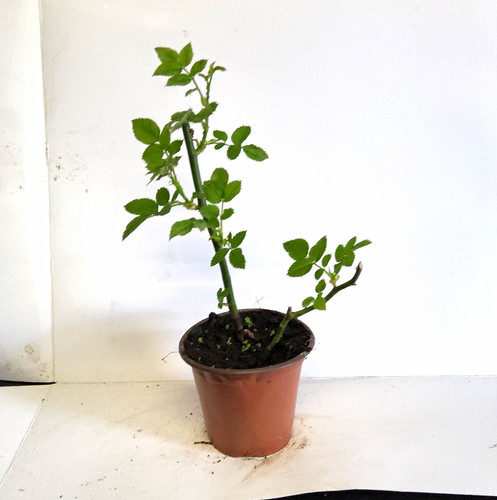 Rose potted plant - (rosa),