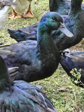 Cayuga Duck Hatching Eggs Pack