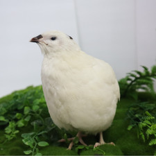Jumbo White Coturnix Hatching Eggs - Premium Quail Eggs for Hatching - Perfect f