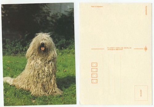 13536 komondor dog old - -,