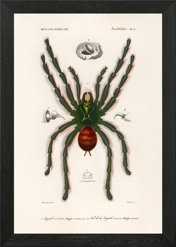 Vintage tarantula illustration - tarantula,