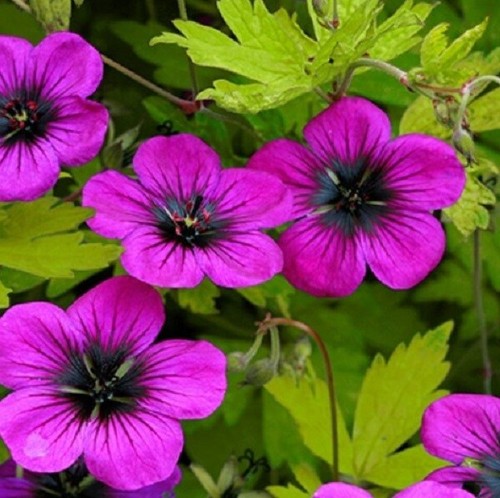 Geranium anne thompson - geranium, thompson'