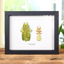 Gray's Leaf insect Male &