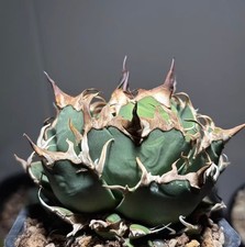 pot 8ccm Agave titanota Caesar