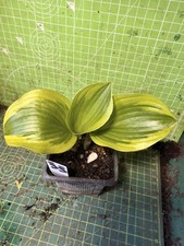 Hosta  - Perennial Plant - Lot