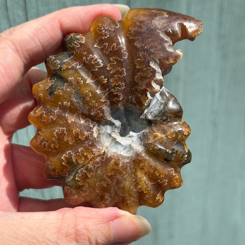 Ammonite fossil - ammonite,