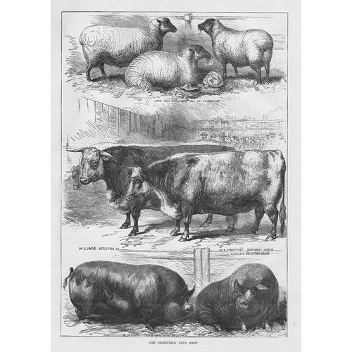The smithfield club show - the,