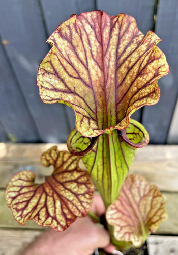 Sarracenia arthur wheeler - "arthur, wheeler"