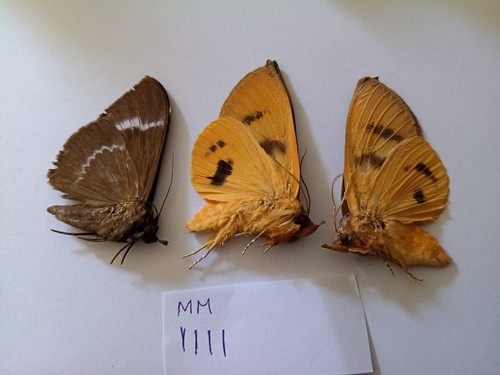 Moth a1 see - , .see