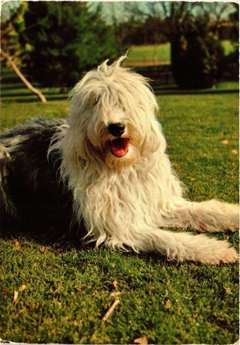 Cpm bobtail dogs - bobtail,