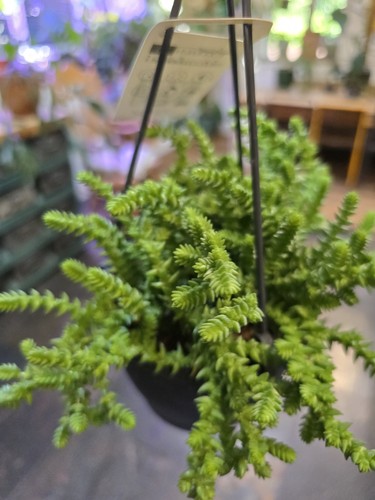 Crassula lycopodioides also - crassula, (also