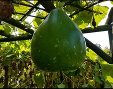 bangla round lou/green khodu