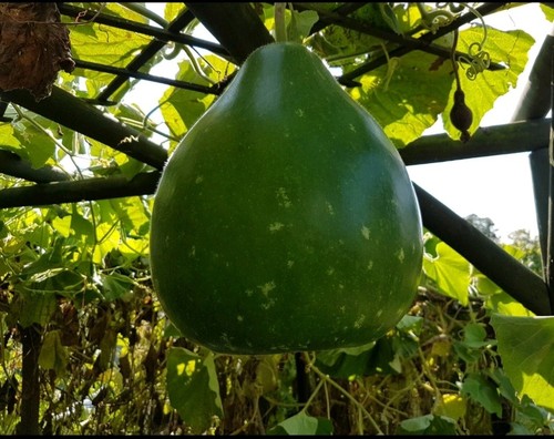Bangla round lou green khodu - round,