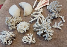 Collection Of Natural Coral And A Disected Sea Shell. Finger Coral, Pocillopora.