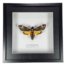 Death's Head Hawk Moth
