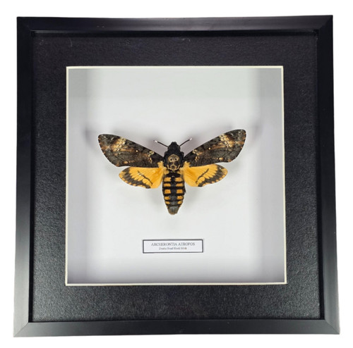 Death head hawk moth - death's,